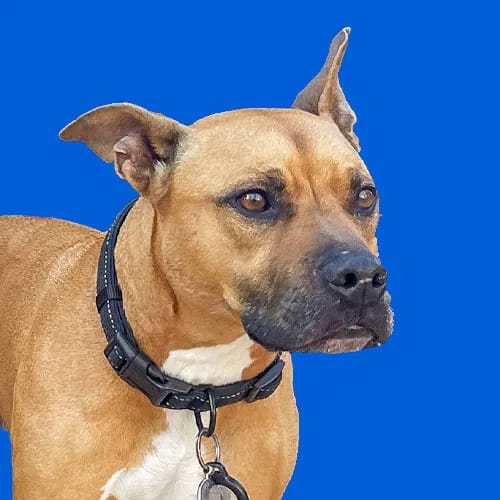Rollo - Good Boy of Rollo Garage Doors